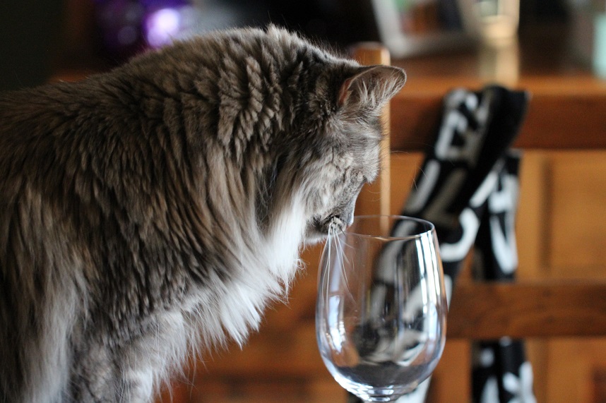 Wine and cats? Yes! National Drink Wine Day falls on a Caturday