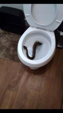 Family finds rattlesnake in toilet, 23 more living under house