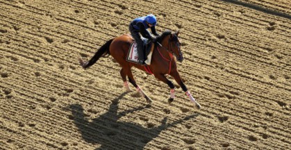 2019 Preakness Stakes betting preview best horse to pick