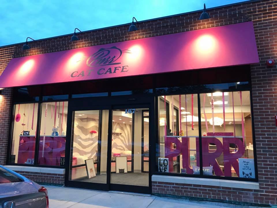 Cat Cafe 'Purr' Set to Open This Week in Boston Cambridge, MA Patch