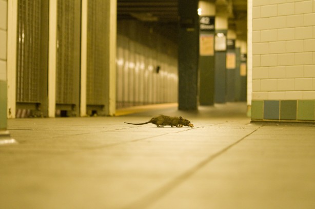 NYC rat sightings down 80 to 90 percent: Health Department