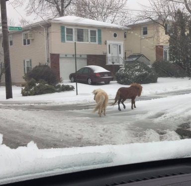 Ponies spotted on the loose in Staten Island in middle of snowstorm
