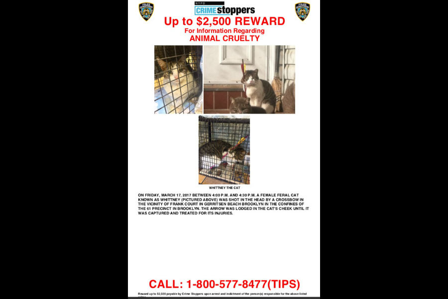 NYPD offers reward after Brooklyn cat shot by crossbow