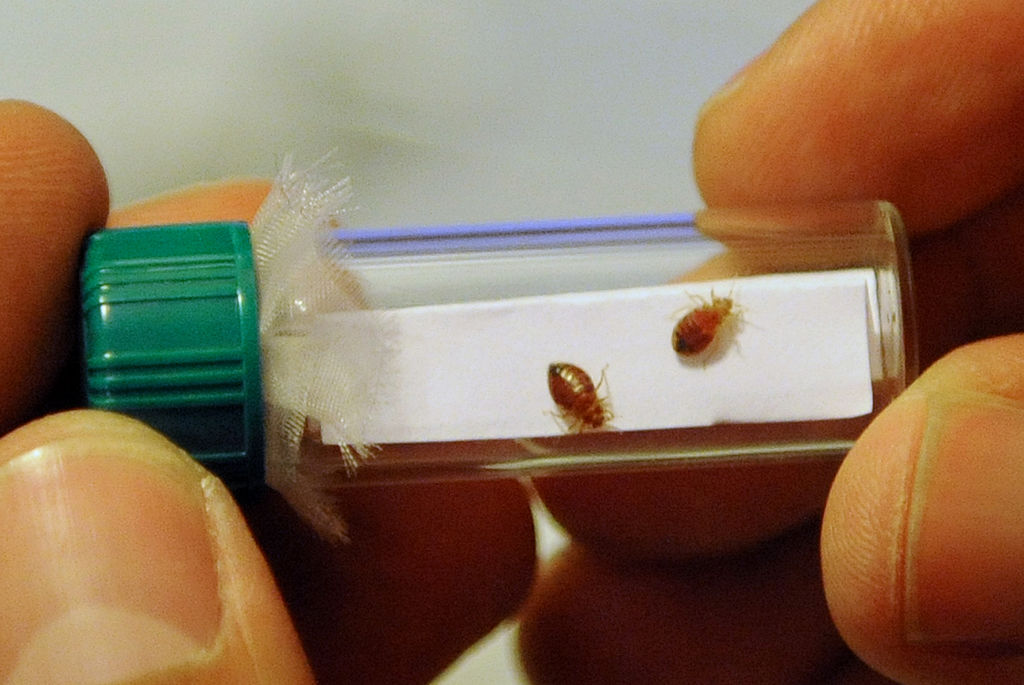 Is your city crawling with bed bugs?