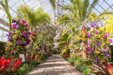 PHOTOS: The 2017 Orchid Show brings a Thai garden to the Bronx