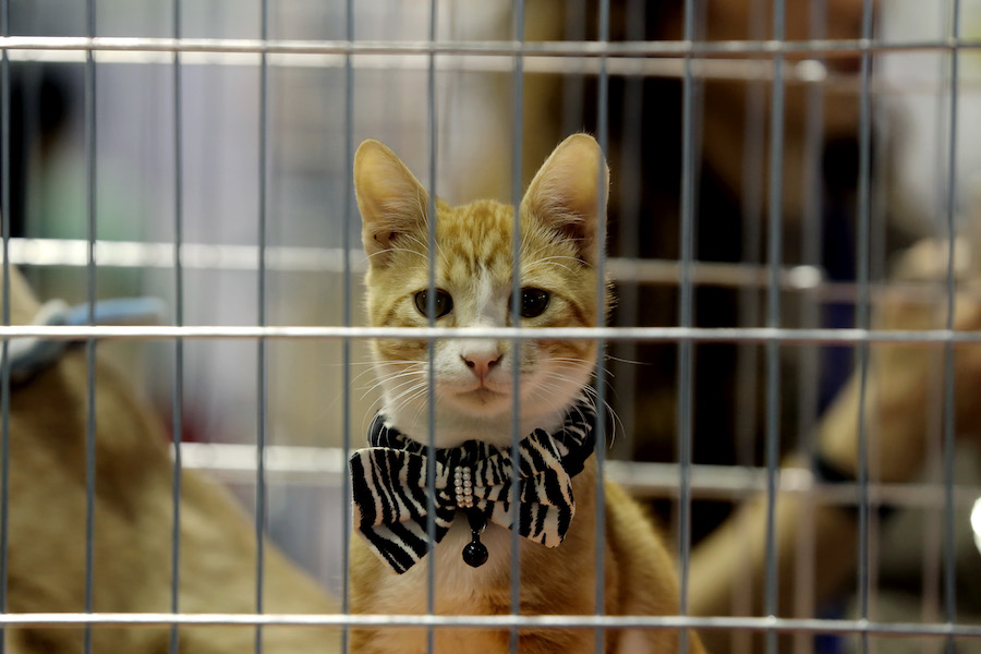 NYC hosts first ‘Cat Camp’