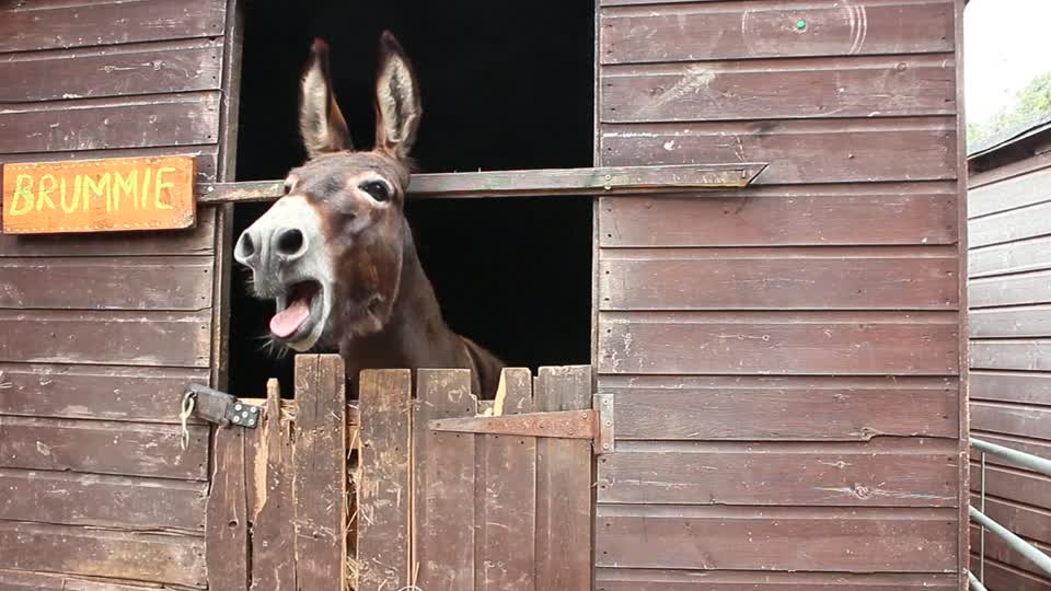 British ‘donkey whisperer’ translates ‘ee-aws’ using technology