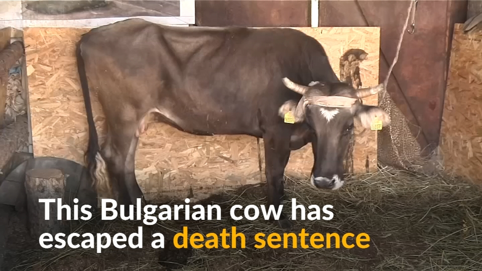 Penka the Bulgarian cow escapes death sentence after international outcry