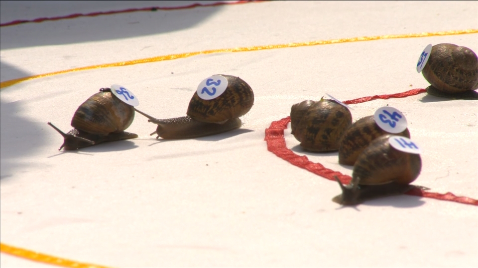 Ready, steady, slow: snails slug it out at racing world championship
