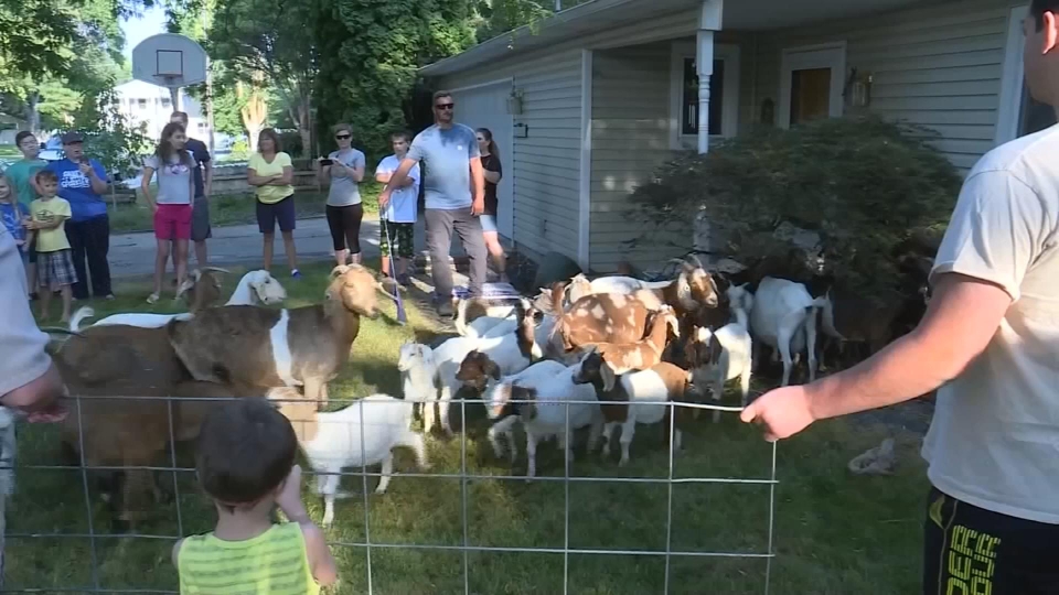 Who let the goats out? Runaway herd invades Idaho neighborhood