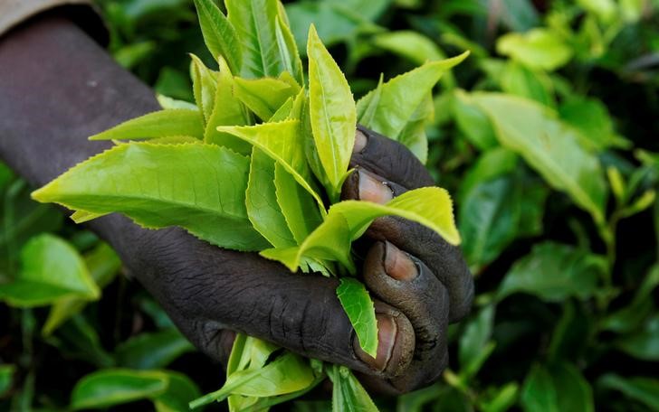 Rising Kenyan tea, coffee export prices to ease drought impact
