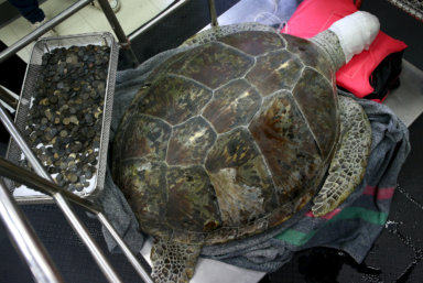 Hoard of coins extracted from sea turtle