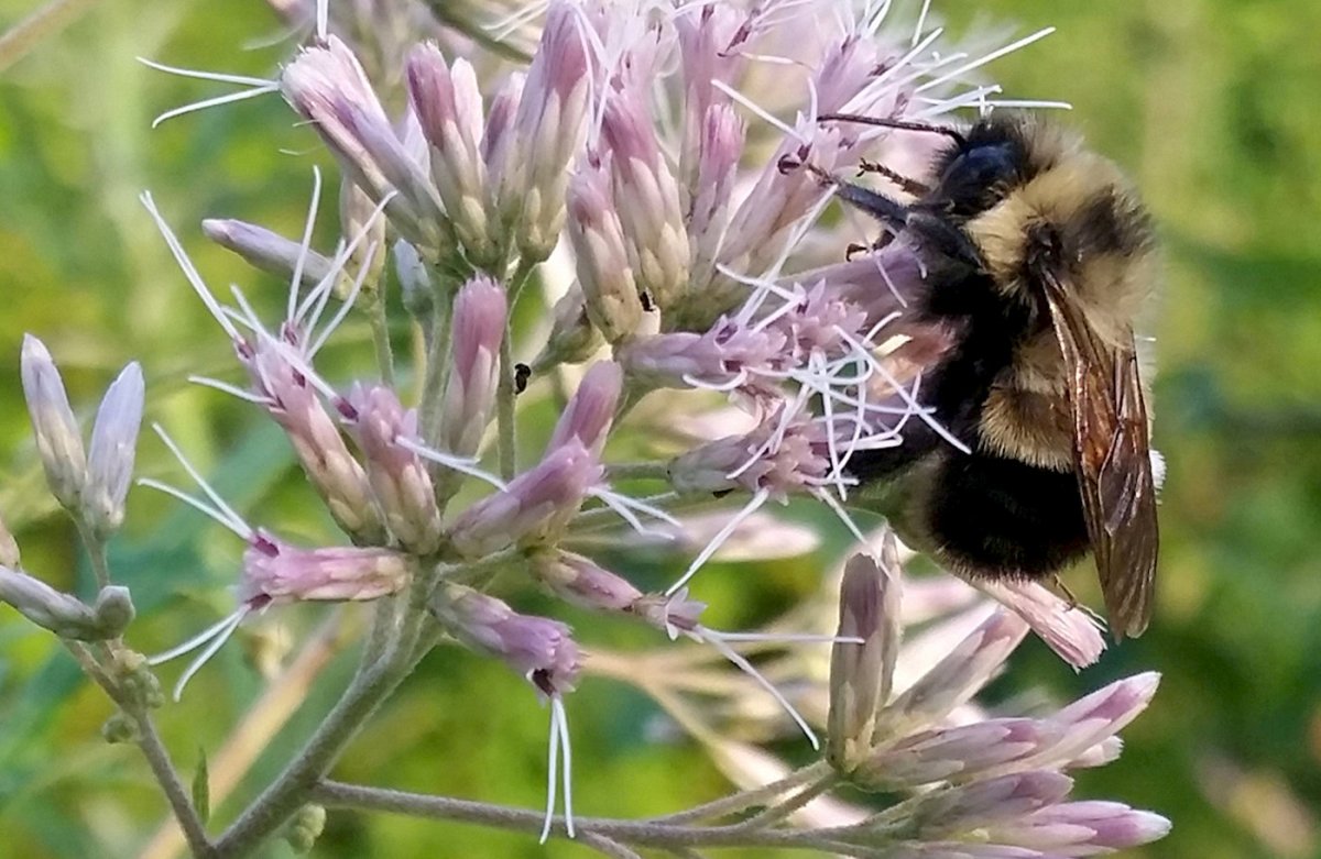 First U.S. bumble bee added to endangered species list