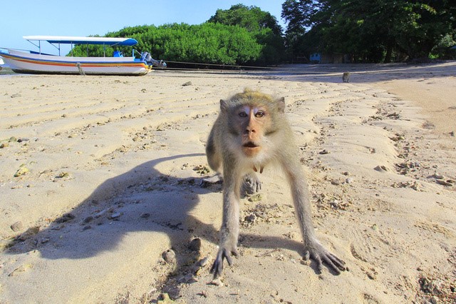 No monkeying around, Indonesia task force vows