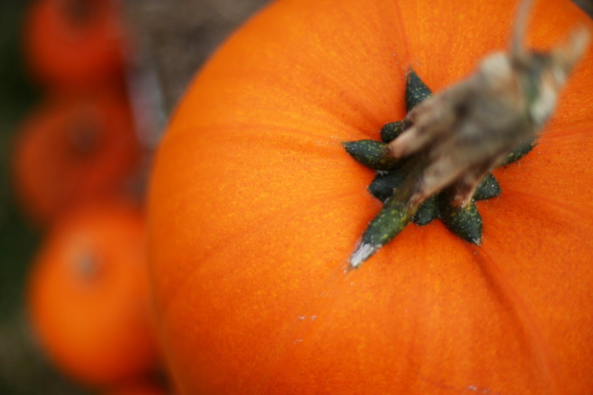 U.S. pumpkin growers toast nontraditional demand for fruit