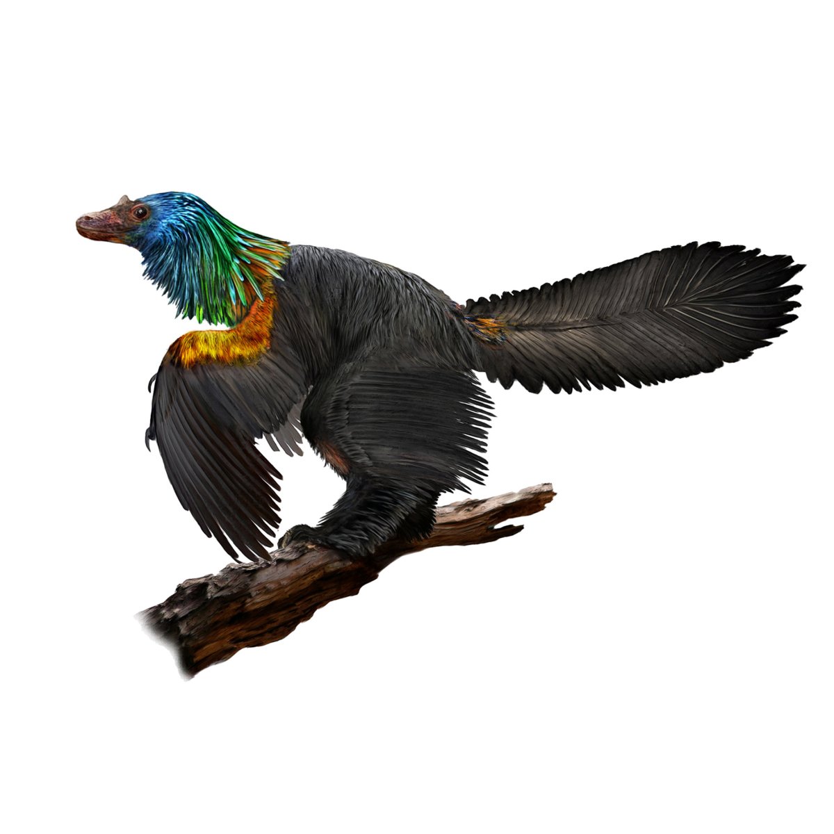 Chinese ‘rainbow dinosaur’ had iridescent feathers like hummingbirds