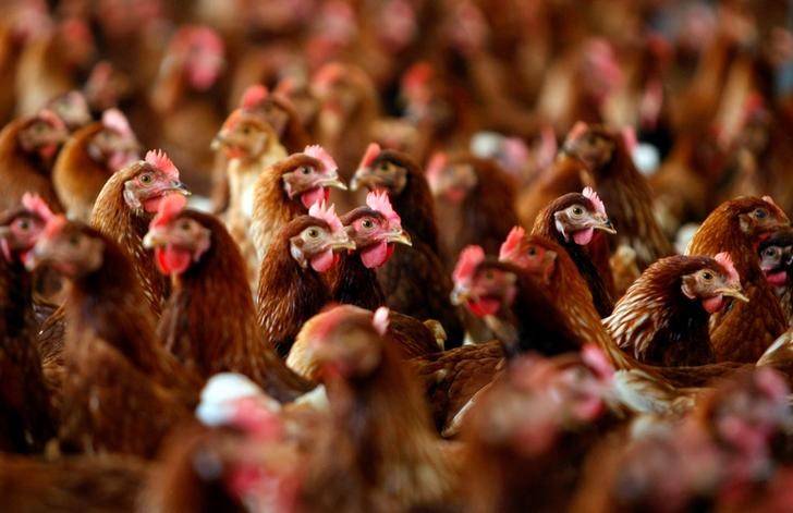 Don’t count your chickens; NAFTA’s end could hit U.S. poultry hard