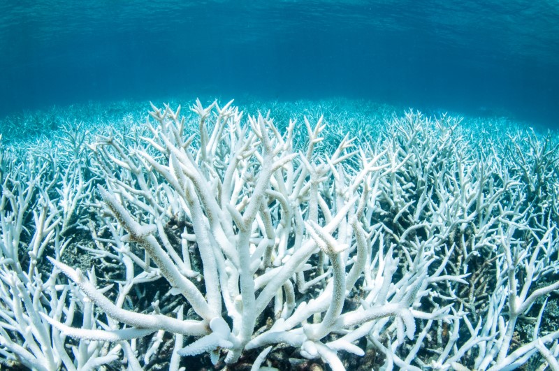 Australia announces $379 million funding for Great Barrier Reef