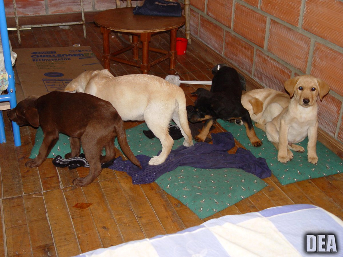 Colombian vet charged in U.S. with smuggling heroin in puppies’ bellies