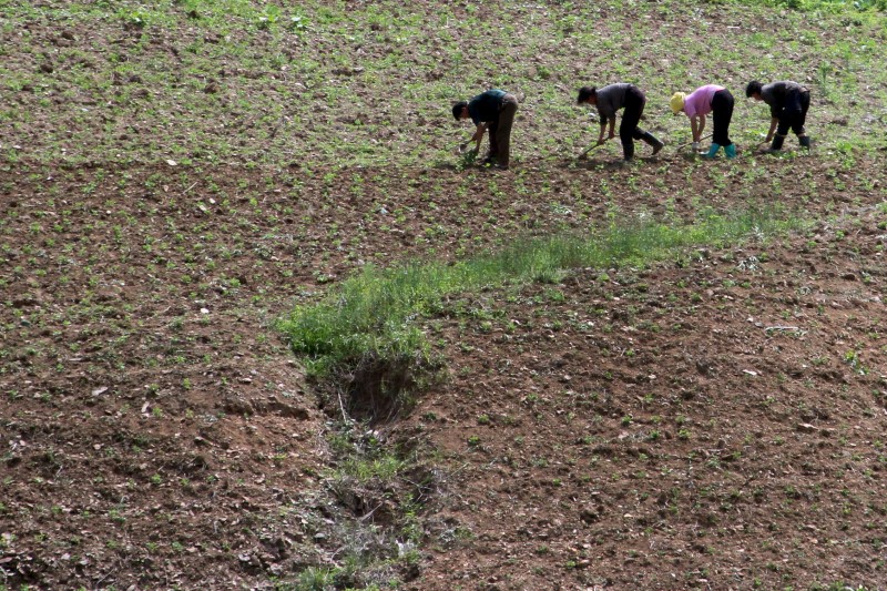 Red Cross warns of food crisis in North Korea as crops fail in heat