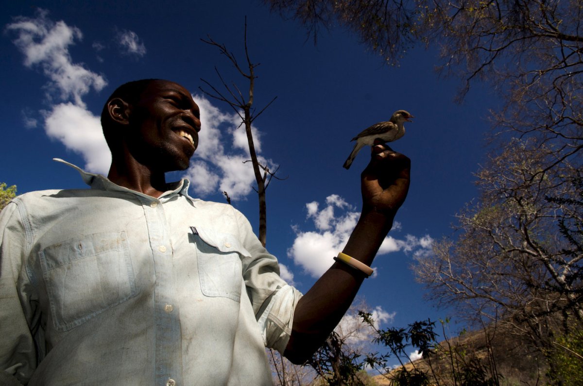African honeyguide birds aid hunters in rare, sweet partnership