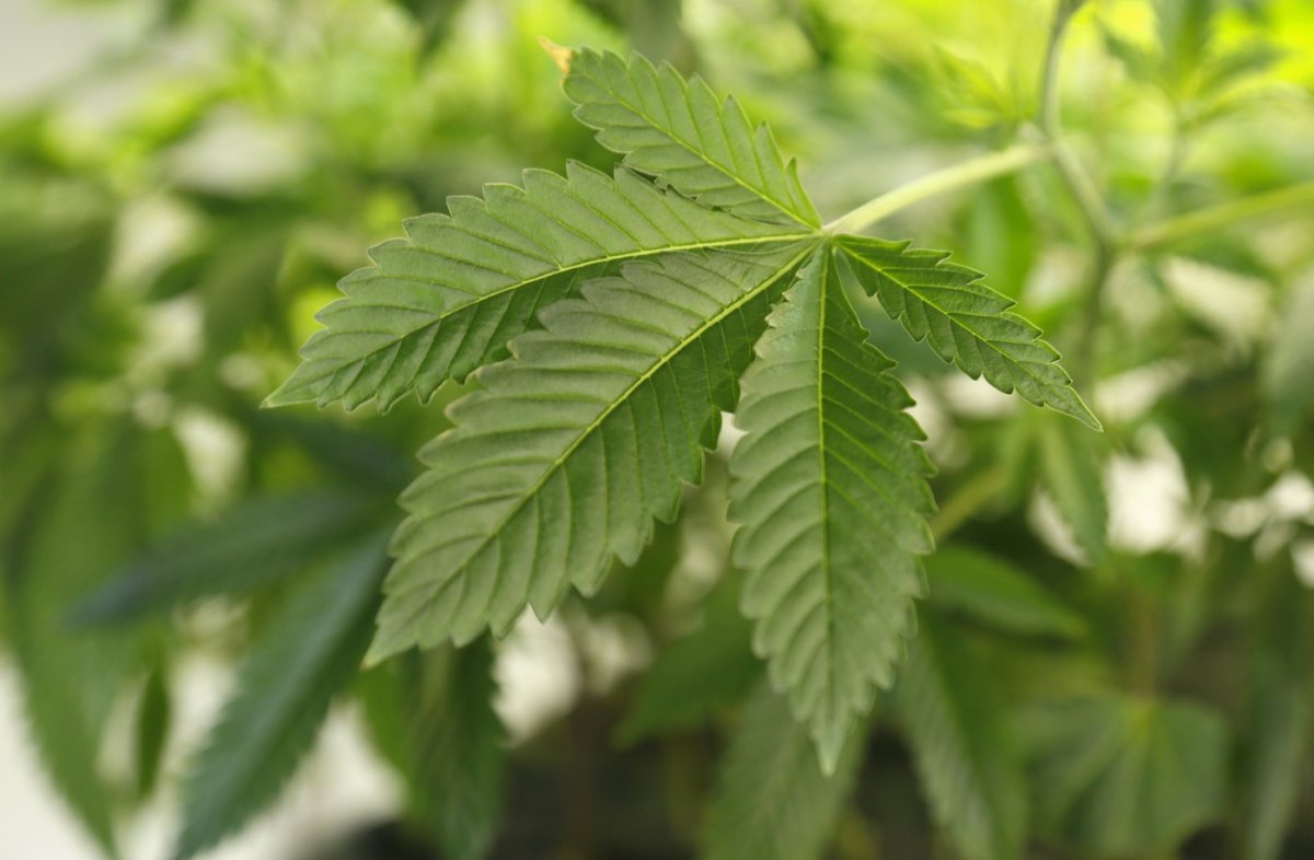 High water mark: active marijuana ingredient found in U.S. town well