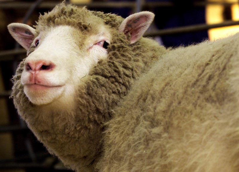Healthy clones: Dolly the sheep’s heirs reach ripe old age