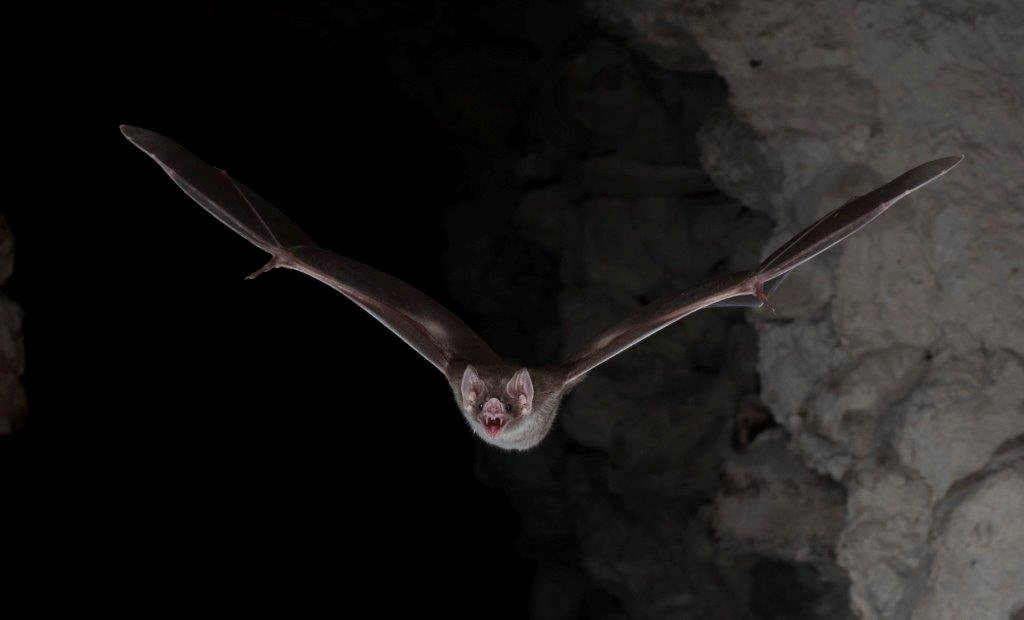 I want to drink your blood: Vampire bat’s genetic secrets revealed