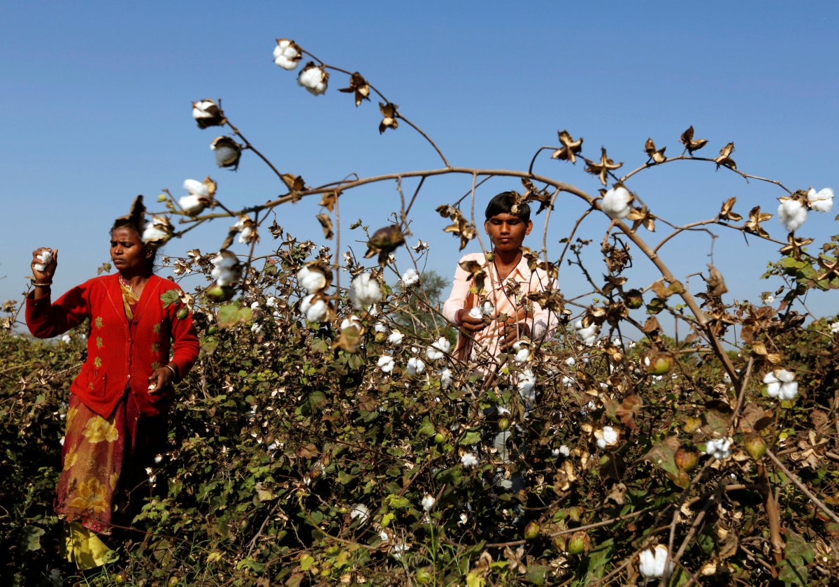 India set to cut Monsanto’s GM cotton seed royalties by 20 percent: sources