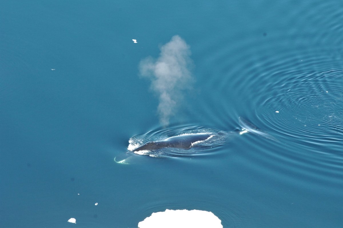 Arctic jazz: bowhead whales have amazingly diverse songbook