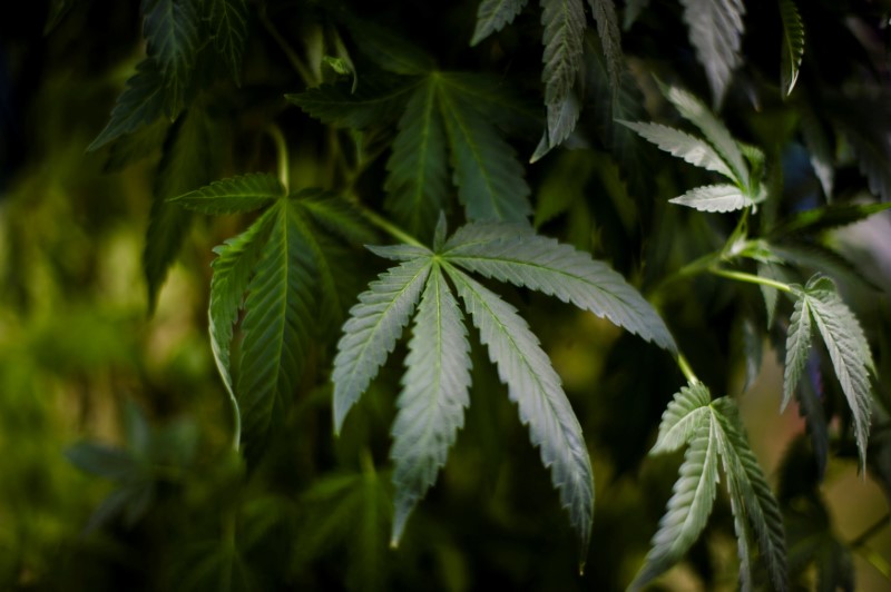 Canada clears major hurdle in legalizing recreational marijuana