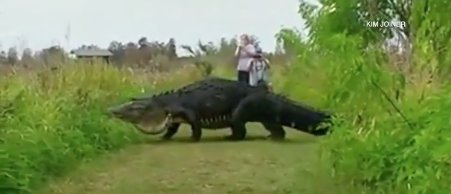 Watch this Godzilla-like gator stroll through a Florida nature center