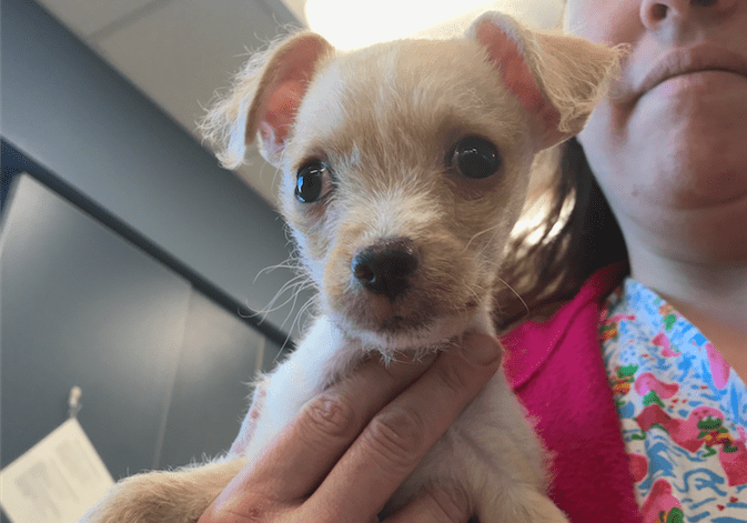 MSPCA warns of dangers of online puppy purchases