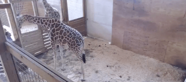 Giraffe birth livestream back up after nudity concerns
