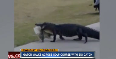 Gator casually strolls across Florida golf course with giant fish in its