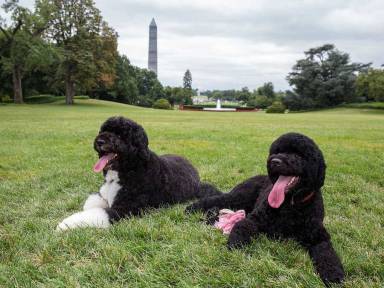 Just a president and his dog: How White House canines inspire US pet owners