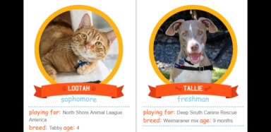 Vote for your favorite shelter pet during Tournament of Tails