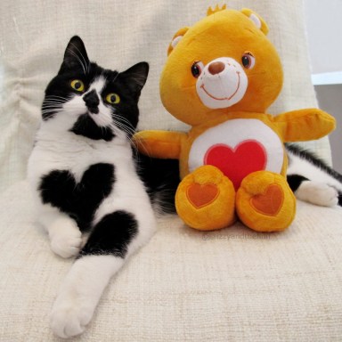Cat with a big heart becomes Instagram star