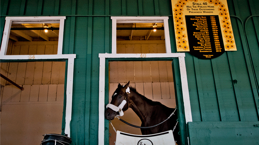 Kentucky Derby winner Always Dreaming resting in his stall at Pimlico Race Course, site of the Preakness Stakes. (Photo: Getty Images)