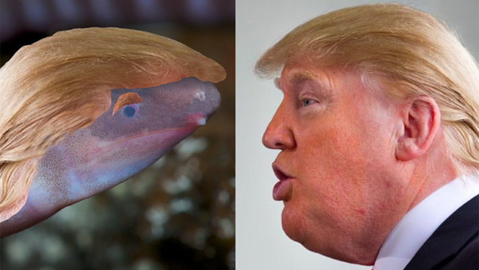 amphibian named for donald trump