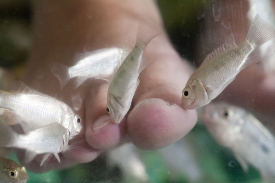 fish pedicures pose safety risks