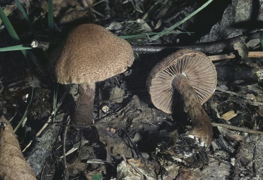 are wild mushrooms edible