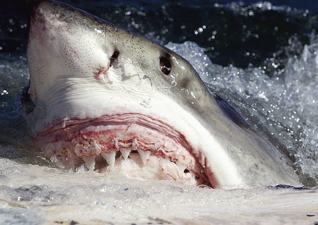Great white shark numbers growing off Mass coast: Report
