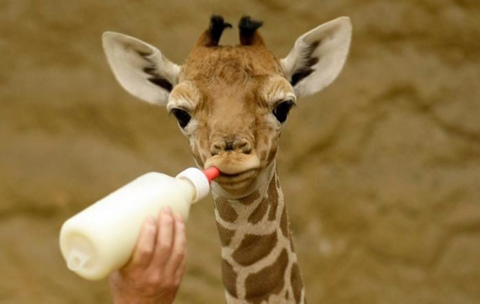 Baby giraffe with bottle