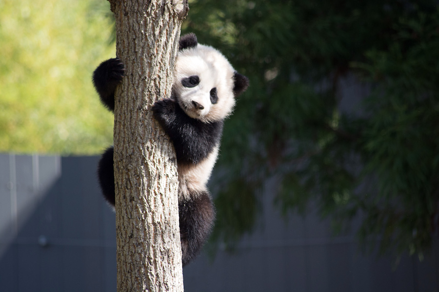 The 10 cutest moments from National Zoo’s #ByeByeBaoBao campaign
