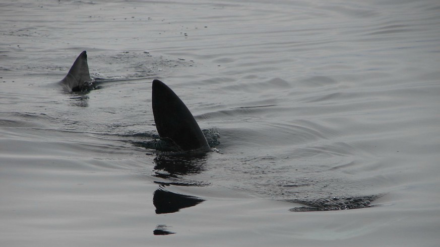 Basking Shark Vs Great White