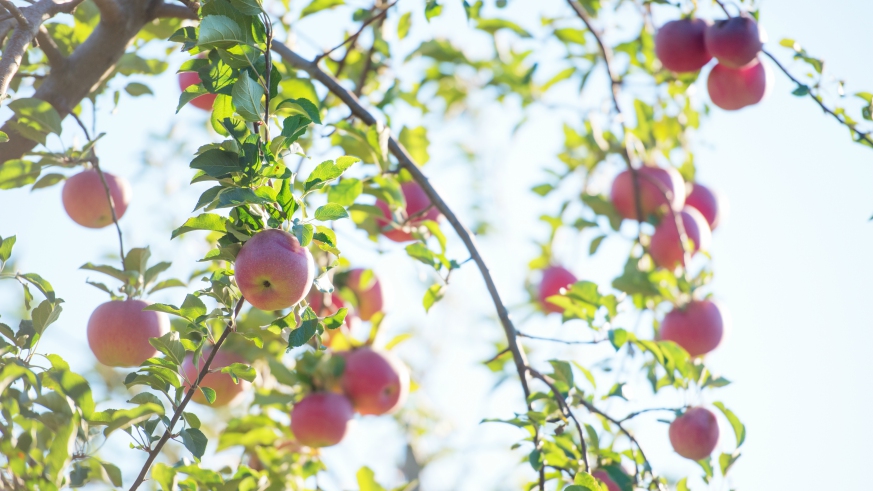 best apple orchards