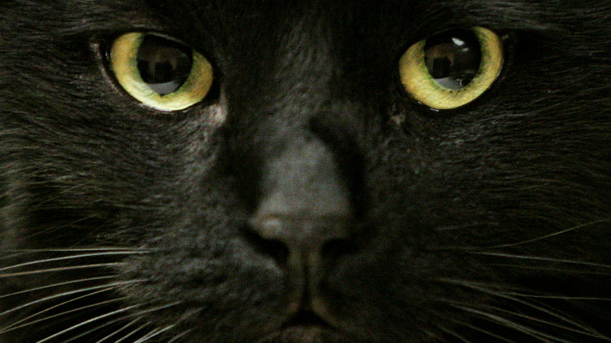 Black Panther inspiring black cat adoptions