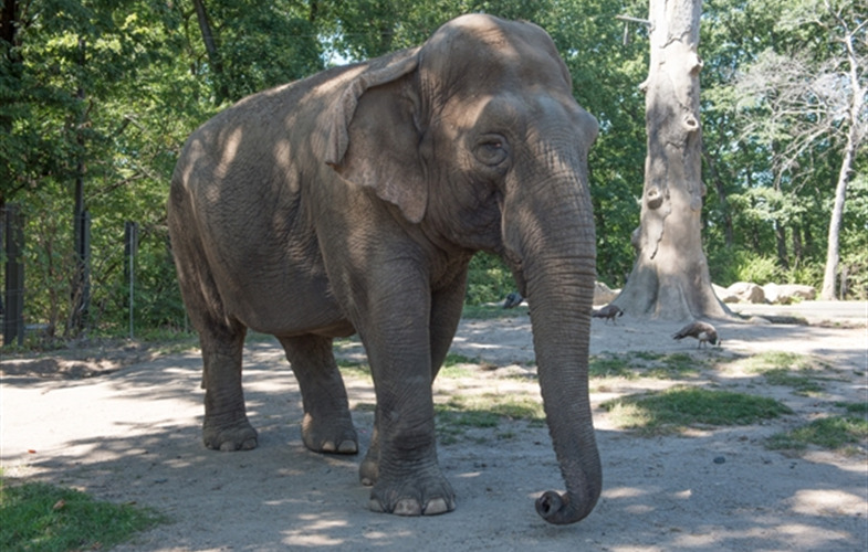 bronx zoo elephant maxine
