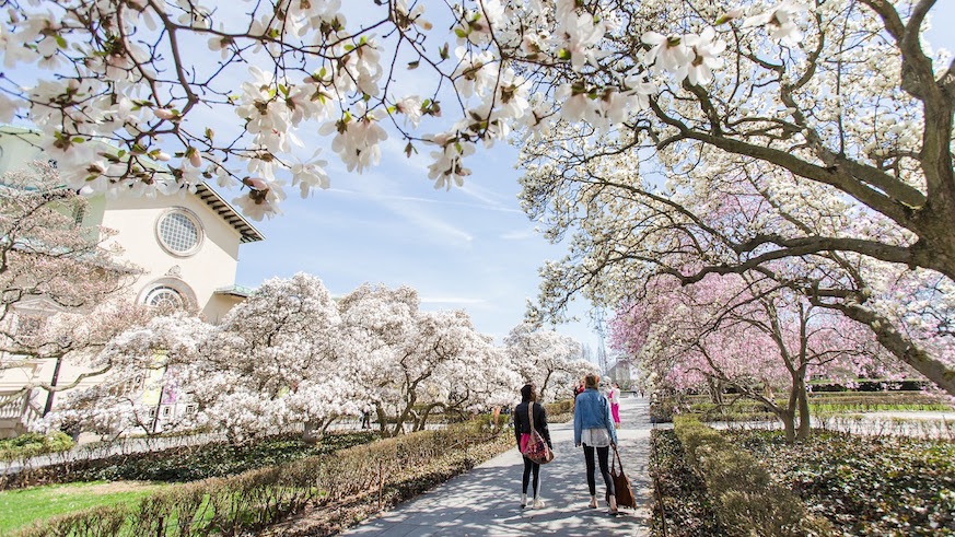 The Brooklyn Botanic Garden's Cherry Esplanade is your best place to see cherry blossoms in New York City. Credit: Brooklyn Botanic Garden